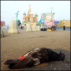 Мертвый голубь возле Кремля